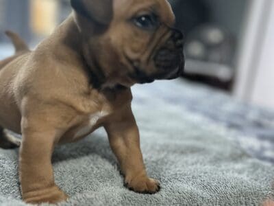 American Bully
