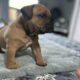 American Bully