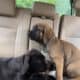 FEMALES -10 weeks – RE-HOME FEE