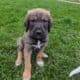 Great DaNoodle Puppies