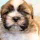 Male Shih Tzu Pups