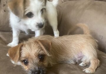 Mixed terrier