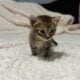 3-4 weeks old