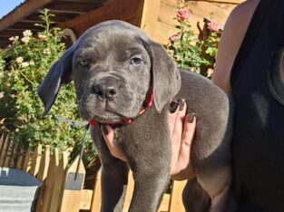BLUE/GREY CANE CORSO FEMALE ♥