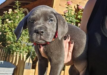 BLUE/GREY CANE CORSO FEMALE ♥