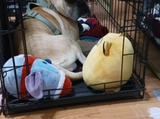 Frug dog 4 sale
