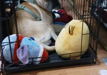 Frug dog 4 sale