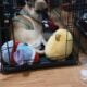 Frug dog 4 sale
