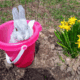 Baby Bunnies