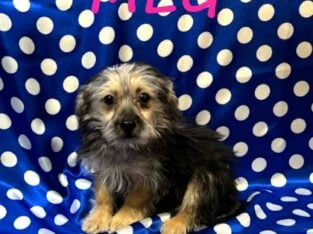 Meg Female Yorkie Poo Puppy