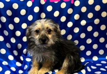 Meg Female Yorkie Poo Puppy