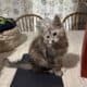 Bingo Maine Coon Kitten
