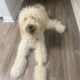 Golden doodle