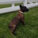 Belgian Malanois puppies