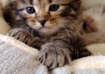 Kittens Maine Coons ❤️