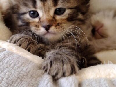 Kittens Maine Coons ❤️
