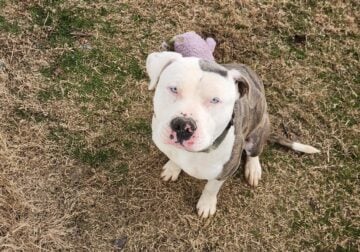 Free dog