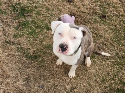Free dog