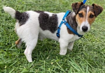 Jack russell terrier male