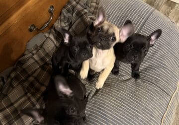 French bulldog