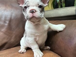 Adorable Frenchie puppies