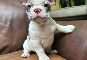 Adorable Frenchie puppies