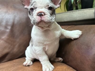 Adorable Frenchie puppies