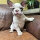 Adorable Frenchie puppies