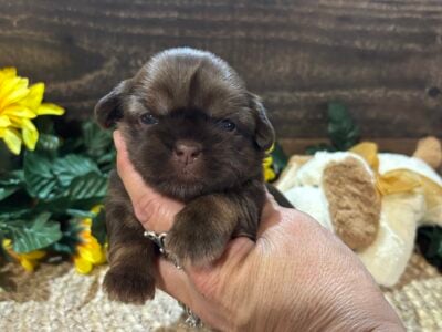 Shihtzu puppies