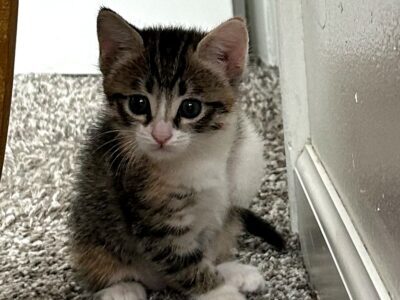 5 weeks old female kitten