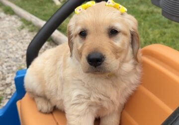 AKC Golden Retriever