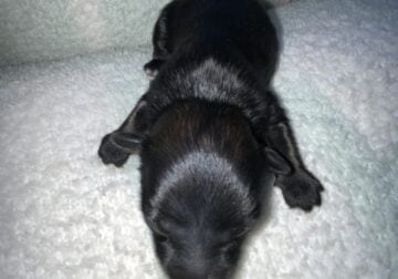 Chinese crested powderpuff male B