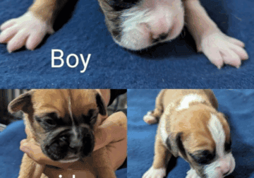 Boxer puppies