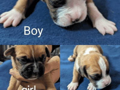 Boxer puppies