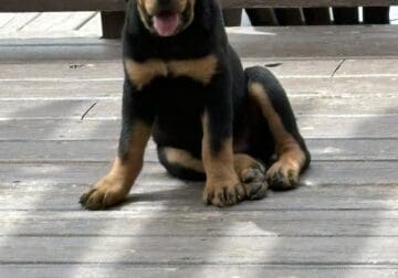 Rottweiler