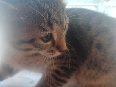 Savannah kitten male
