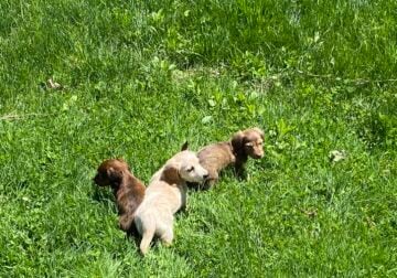 Happy, healthy mini dachshund puppies