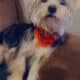 Yorkie Males and 1 female