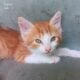 Adorable country kittens