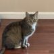 Loving Cat That Deserves More Time