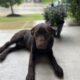 AKC Chocolate Lab Puppy – Trained, Potty Trained