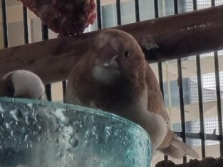 Fawn Colors Society Finches