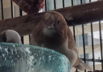 Fawn Colors Society Finches