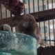 Fawn Colors Society Finches