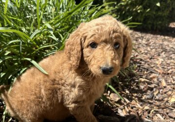 Female Goldendoodle (number two of litter)