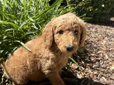 Female Goldendoodle (number two of litter)