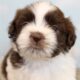 Male Shih Tzu Pups