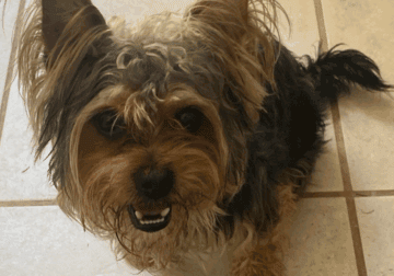 Yorkshire terrier