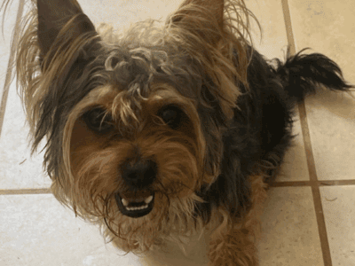 Yorkshire terrier