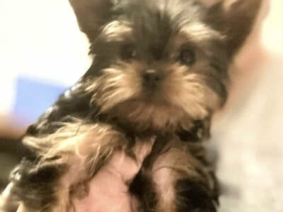 Yorkie Puppy-Female